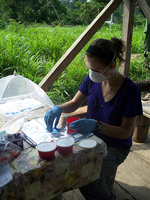Theresa Gildner prepares fecal samples for analysis of parasitic infection.